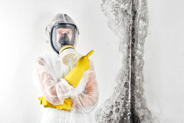 Why You Should Choose Our Mold Remediation Services in Edgemere, MD